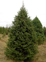 Load image into Gallery viewer, Balsam Fir
