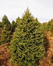 Load image into Gallery viewer, Balsam Fir Farm
